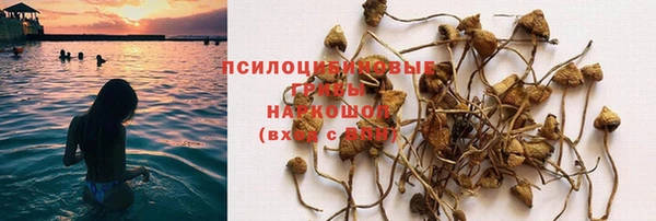 прущие грибы Карталы